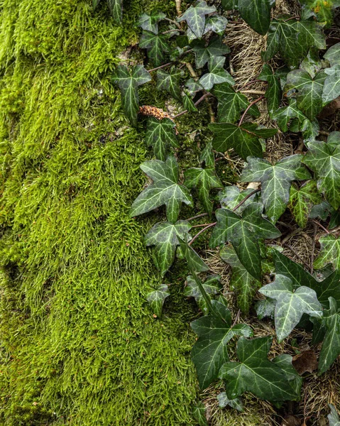 一片美丽的绿叶和树上的苔藓 — 图库照片