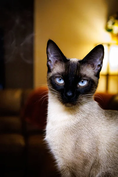 暹罗猫在家中的选择性聚焦镜头 — 图库照片