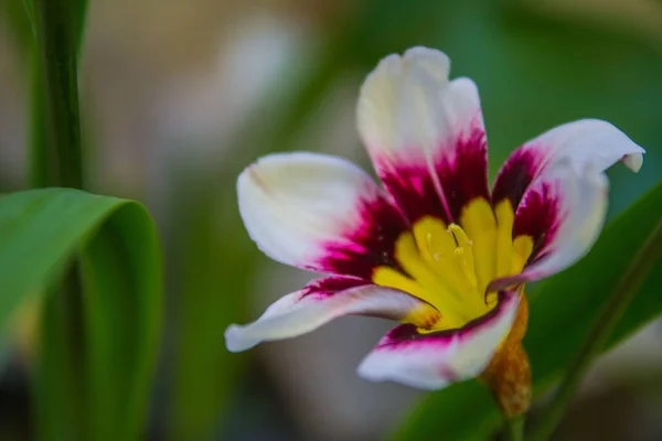 Closeup Shot Sparaxis Flower Blurry Background — Stock Photo, Image