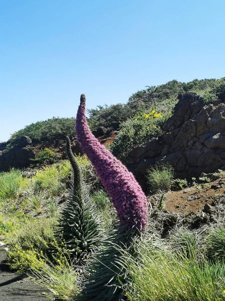 Disparo Vertical Bugloss Rojo Cerca Rock Boys Isla Palma España — Foto de Stock