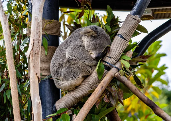 Egy Imádnivaló Koala Közelsége Amint Csukott Szemmel Egy Faágon Állatkertben — Stock Fotó