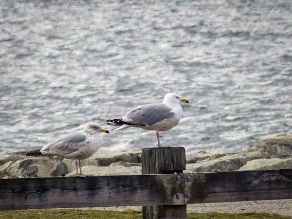 Eine Nahaufnahme Von Möwen Mit Weißem Kopf Die Auf Holzzäunen — Stockfoto