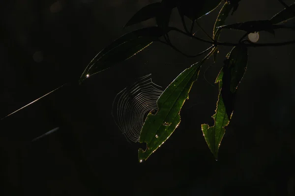 Closeup Damaged Green Leaves Dark Forest — Stock Photo, Image