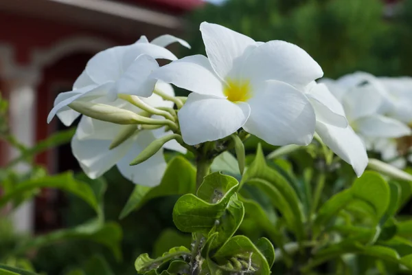 Primo Piano Fiori Plumeria Pudica Giardino Una Giornata Sole — Foto Stock