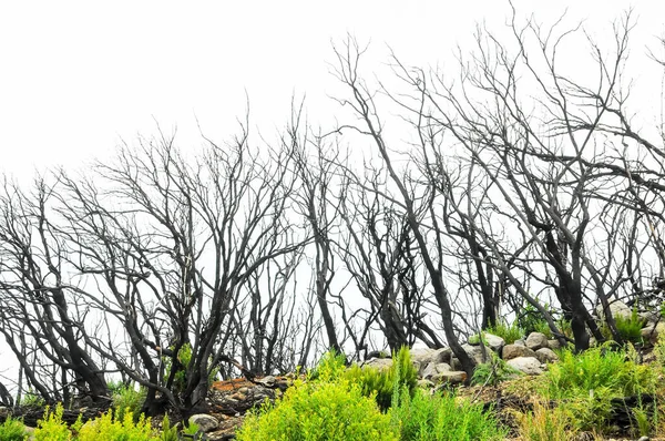 Yangının Spanya Daki Kanarya Adalarındaki Ormandaki Etkisi — Stok fotoğraf
