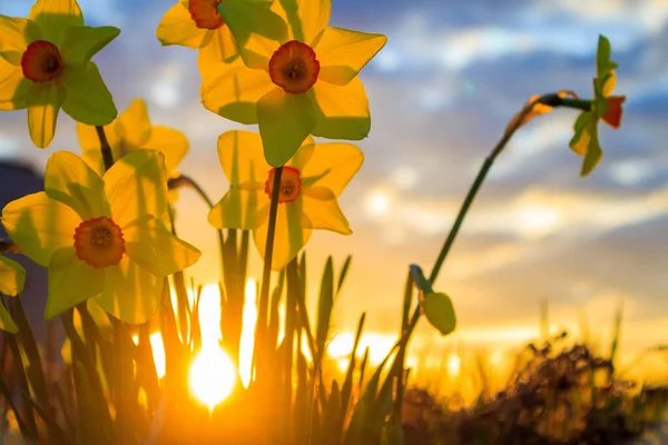 Een Prachtig Shot Van Narcissen Zonsondergang Achtergrond — Stockfoto