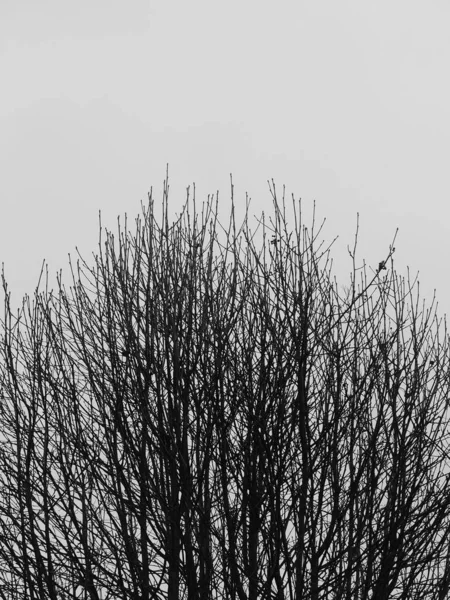 Vertical Shot Dry Branches Tree Cloudy Sky — Stock Photo, Image