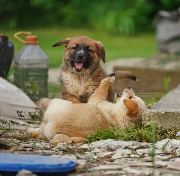 Selective Focus Shot Brown Puppy Dogs Playing Ground — Stock Photo, Image