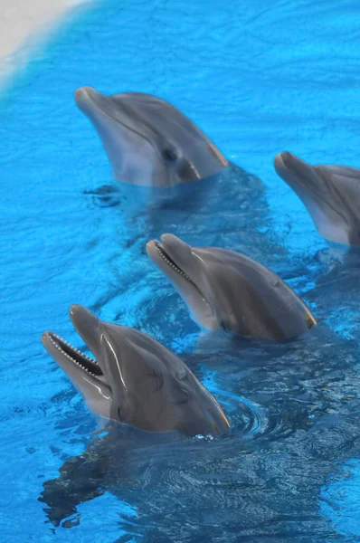 Funny Dolphins Swimming Very Blue Water — Stock Photo, Image