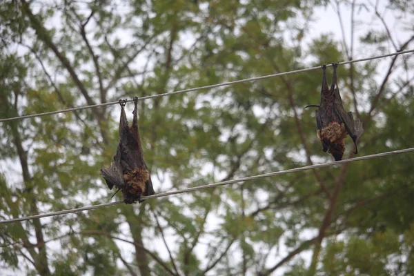 Two Bats Died Electric Shock — Stock Photo, Image