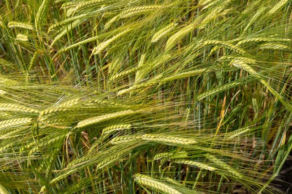 Pohled Pole Zrající Pšenice Northumberlandu Velká Británie — Stock fotografie