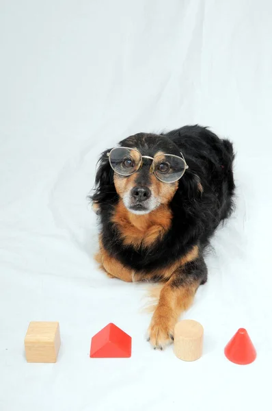 One Old Female Black Dog Doing Test — Stock Photo, Image