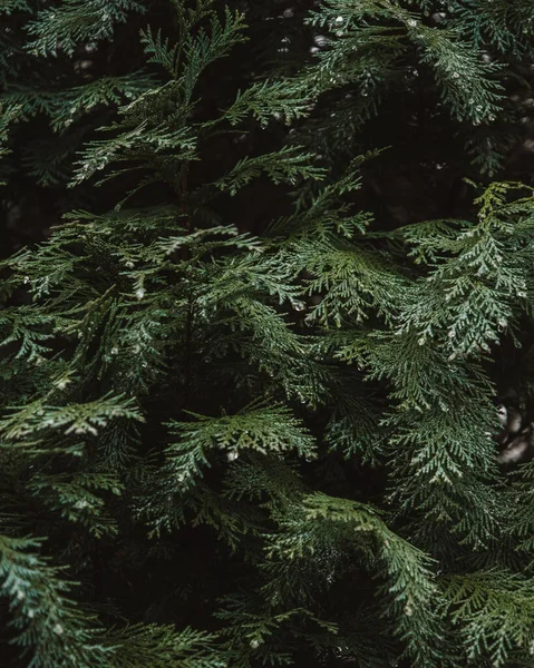 A full-frame shot of green pine leaves