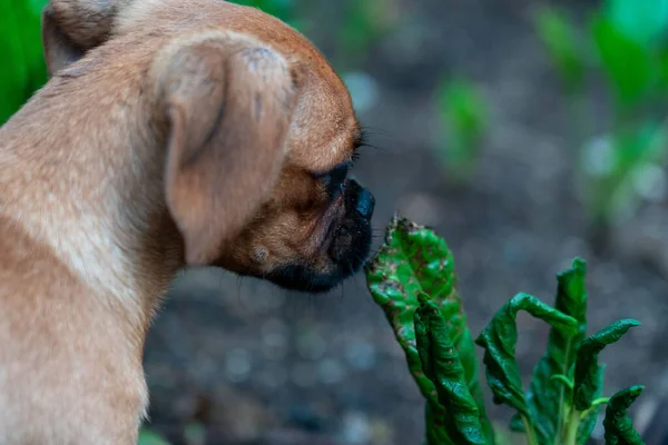 Malý Roztomilý Pes Snaží Cítit Něco Poškozených Zelených Listů — Stock fotografie