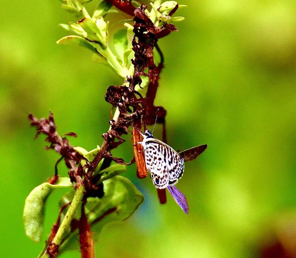 Крупный План Синей Бабочки Кассиуса Сидящей Растении — стоковое фото