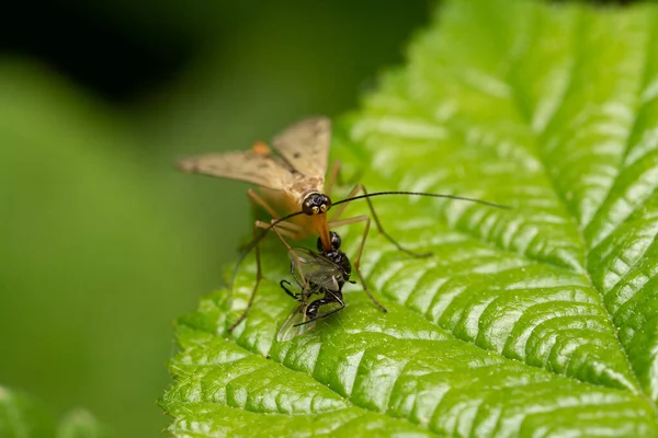 Een Macro Shot Van Een Schorpioenvlieg Etend Een Ander Insect — Stockfoto