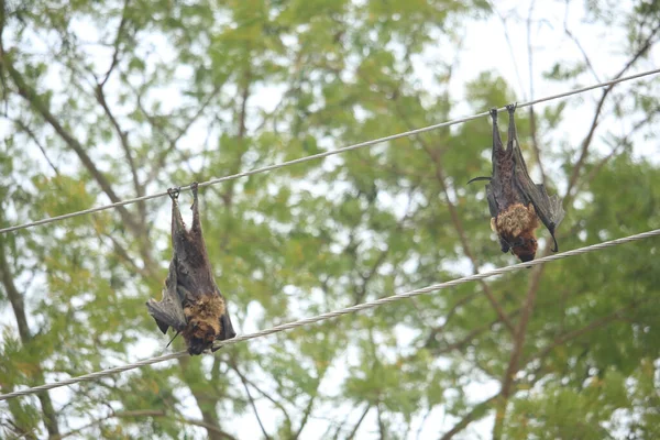 Dos Murciélagos Murieron Descarga Eléctrica — Foto de Stock
