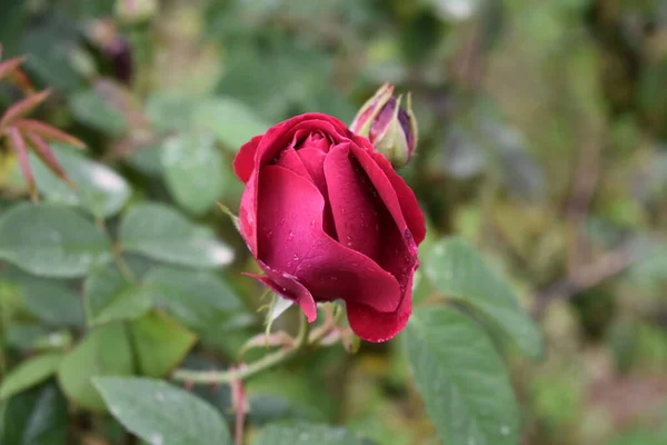 Closeup Shot Red Rose Flower Green Leaves Blurred Background — Stock Photo, Image