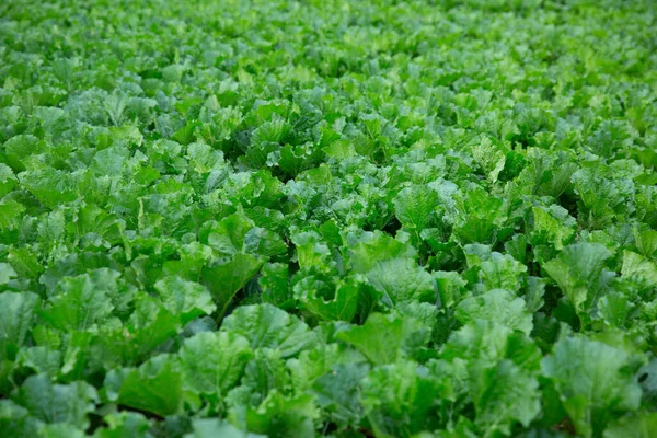 Quadro Cheio Verduras Mostarda — Fotografia de Stock