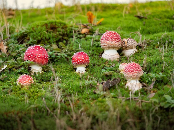 Gran Grupo Champiñones Jóvenes Amanita Mosca — Foto de Stock