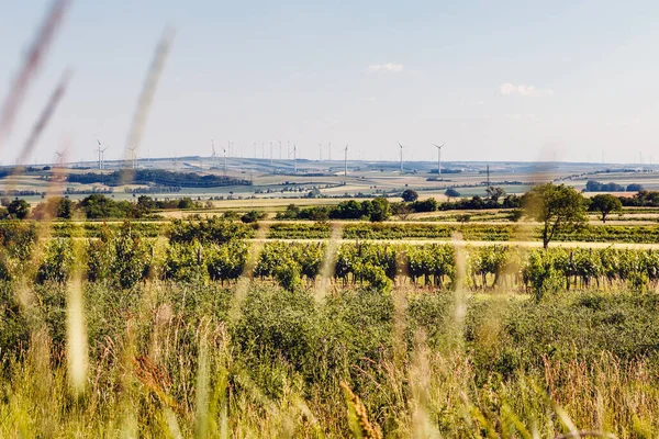 Beautiful View Green Agricultural Fields Many Wind Power Plants Hills — Stock Photo, Image