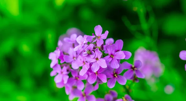 Een Macro Van Een Klein Insect Lila Bloemen Tegen Wazige — Stockfoto