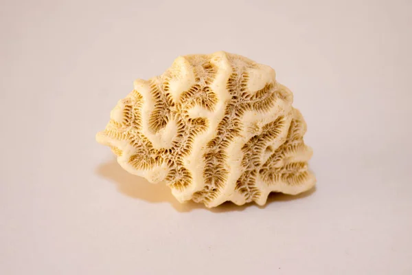 白色奇异海珊瑚骨架壳 白色背景孤立 — 图库照片