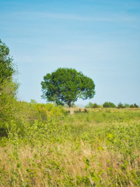 Olathe KS Kansas Eyalet Parkı 'ndaki Prairie Center Doğa Koruma Alanı