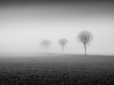 Ağaçlarla kaplı sisli bir arazi.