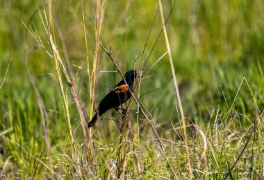 Üç renkli bir karatavuğun yakın çekimi dal üzerinde tünemiş