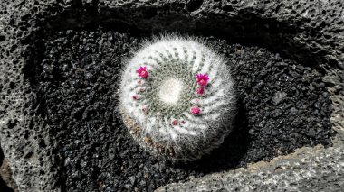 Lanzarote İspanya 'nın lav toprağında çiçek açan bir kaktüs.