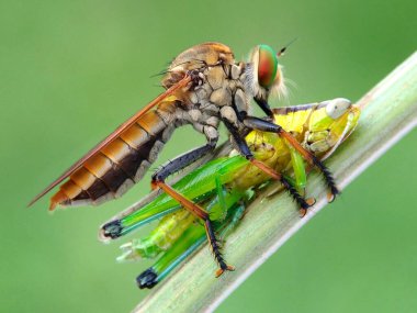 Bu fotoğrafı bir cep telefonu kamerası ve modifiye ettiğim hasarlı kamera lensini kullanarak çektim..