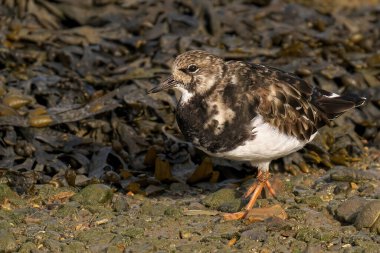 Islak zemine yakın çekim (arenaria yorumlar)