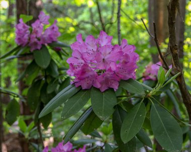 Bahçedeki güzel Rhododendron çiçeklerine yakın çekim. Seçili odak.