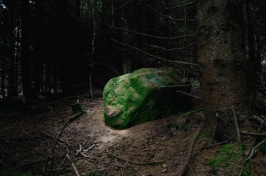 Kırsalda her daim yeşil ağaçlar olan ürkütücü bir orman.