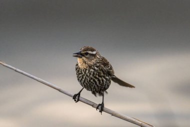 A selective focus shot of andean tit-spinetail (leptasthenura andicola) perched on branch