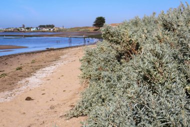 Avustralya 'daki kum tepelerindeki bitkilerin üzerindeki gri gümüş yapraklar...