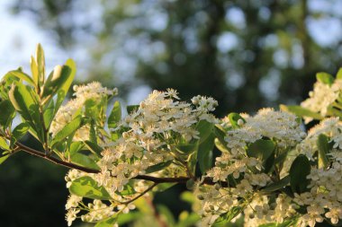 Güneş batarken çekilen beyaz Pyracantha çiçeklerine yakın çekim