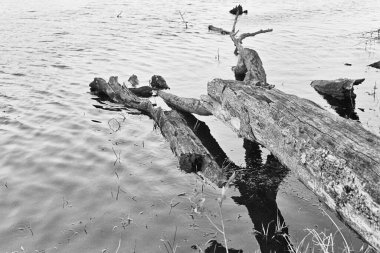 Suda düşen ağaçların yakın çekimi.