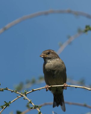 Serçe Hanedanı 'ndan genç bir kadının dikey görüntüsü.