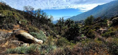 Güneşli bir günde Şili 'deki La Campana Milli Parkı