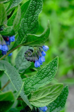 Baharın ortasında birkaç güzel çiçeğin yakın çekimi.