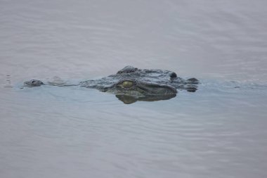 Suda yüzen tehlikeli bir timsah görüntüsü.