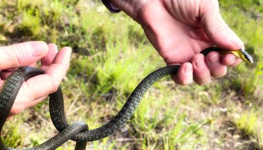Yeşil ve sarı bir yılanı tutan bir insan eli.