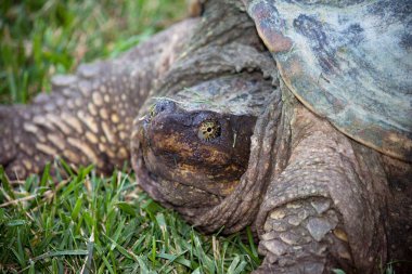 Yeşil çimlerin üzerinde bulanık arka planı olan büyük bir kaplumbağanın kafasının ve ellerinin yakın plan fotoğrafı.