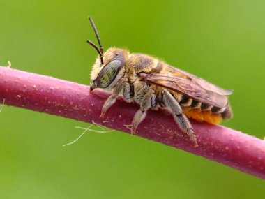 Bu fotoğrafı bir cep telefonu kamerası ve modifiye ettiğim hasarlı kamera lensini kullanarak çektim...
