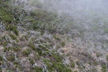 Portekiz, Madeira 'daki Pico Ruivo' ya giden yürüyüş yolunda çıkan yangından zarar gören ölü ağaçlar.
