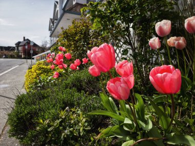 Yolun yanındaki pembe lalelerin güzel bir görüntüsü.