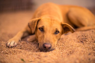 Tozlu topraklarda huzur içinde yatan Afrikalı bir köpeğin sığ odak noktası.