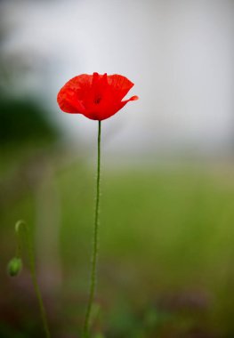Sahada büyüyen tek bir kırmızı gelinciğin dikey yakın çekimi.